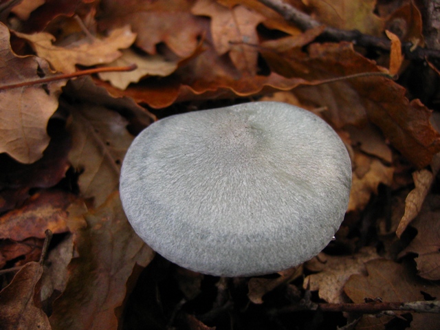 Escursione in querceto, finalmente i funghi!!!